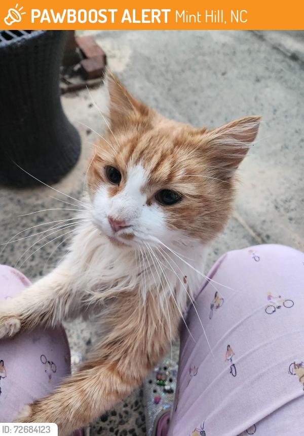Found/Stray Unknown Cat last seen Meadow Glen , Mint Hill, NC 28227