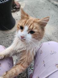 Found/Stray Unknown Cat last seen Meadow Glen , Mint Hill, NC 28227