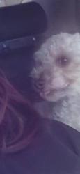 Lost Male Dog last seen Hidalgo vista, Tucson, AZ 85713