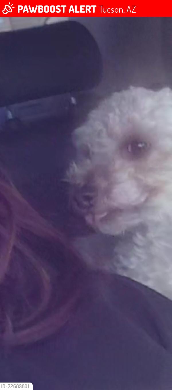 Lost Male Dog last seen Hidalgo vista, Tucson, AZ 85713