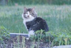 Found/Stray Unknown Cat last seen Harpersville Road - I-64 overpass, Newport News, VA 23601