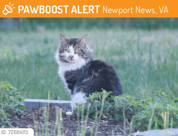 Found/Stray Unknown Cat last seen Harpersville Road - I-64 overpass, Newport News, VA 23601