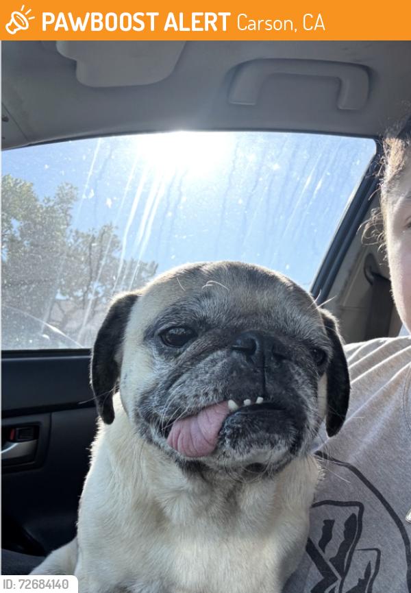 Found/Stray Male Dog last seen 189th and Avalon , Carson, CA 90745
