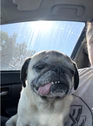 Found/Stray Male Dog last seen 189th and Avalon , Carson, CA 90745