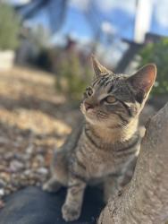 Lost Male Cat last seen Schwede Rd, Wentzville, MO 63385