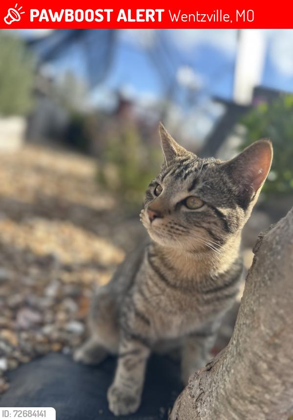 Lost Male Cat last seen Schwede Rd, Wentzville, MO 63385