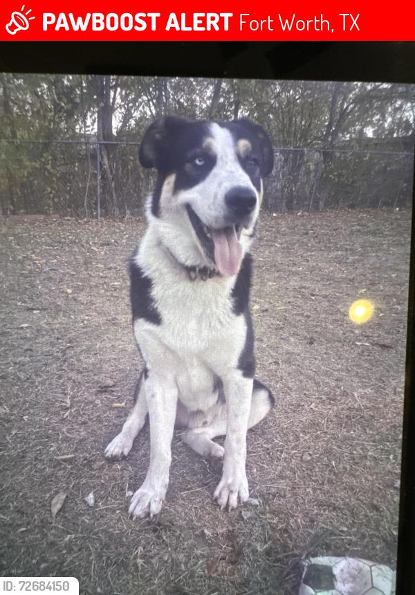 Lost Male Dog last seen Jones st fort worth tx , Fort Worth, TX 76110