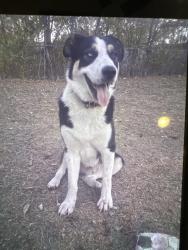 Lost Male Dog last seen Jones st fort worth tx , Fort Worth, TX 76110