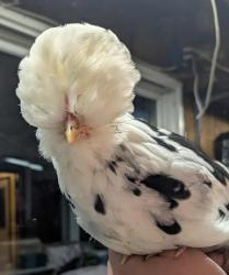 Lost Female Other last seen Lengel Road near Gumble's landscaping, Clinton Township, PA 18446