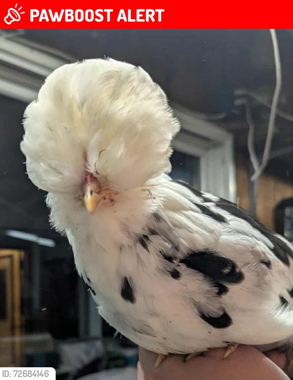 Lost Female Other last seen Lengel Road near Gumble's landscaping, Clinton Township, PA 18446
