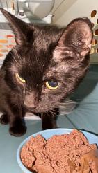 Found/Stray Female Cat last seen Between Cropsey and harway, Brooklyn, NY 11214