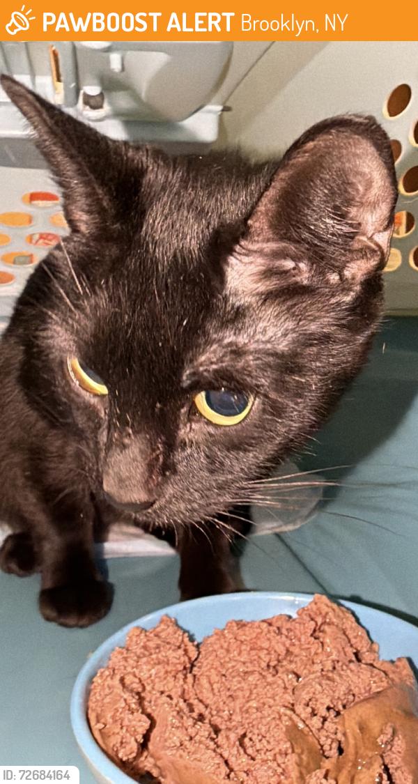 Found/Stray Female Cat last seen Between Cropsey and harway, Brooklyn, NY 11214