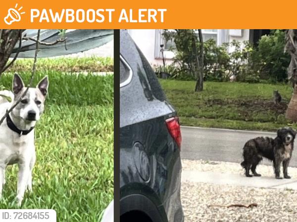 Found/Stray Unknown Dog last seen NE 19 Ave & 186 Street, North Miami Beach, FL 33162