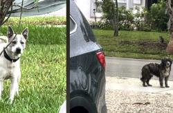 Found/Stray Unknown Dog last seen NE 19 Ave & 186 Street, North Miami Beach, FL 33162