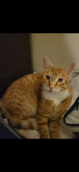 Lost Male Cat last seen La Orilla and Santolina, Albuquerque, NM 87120