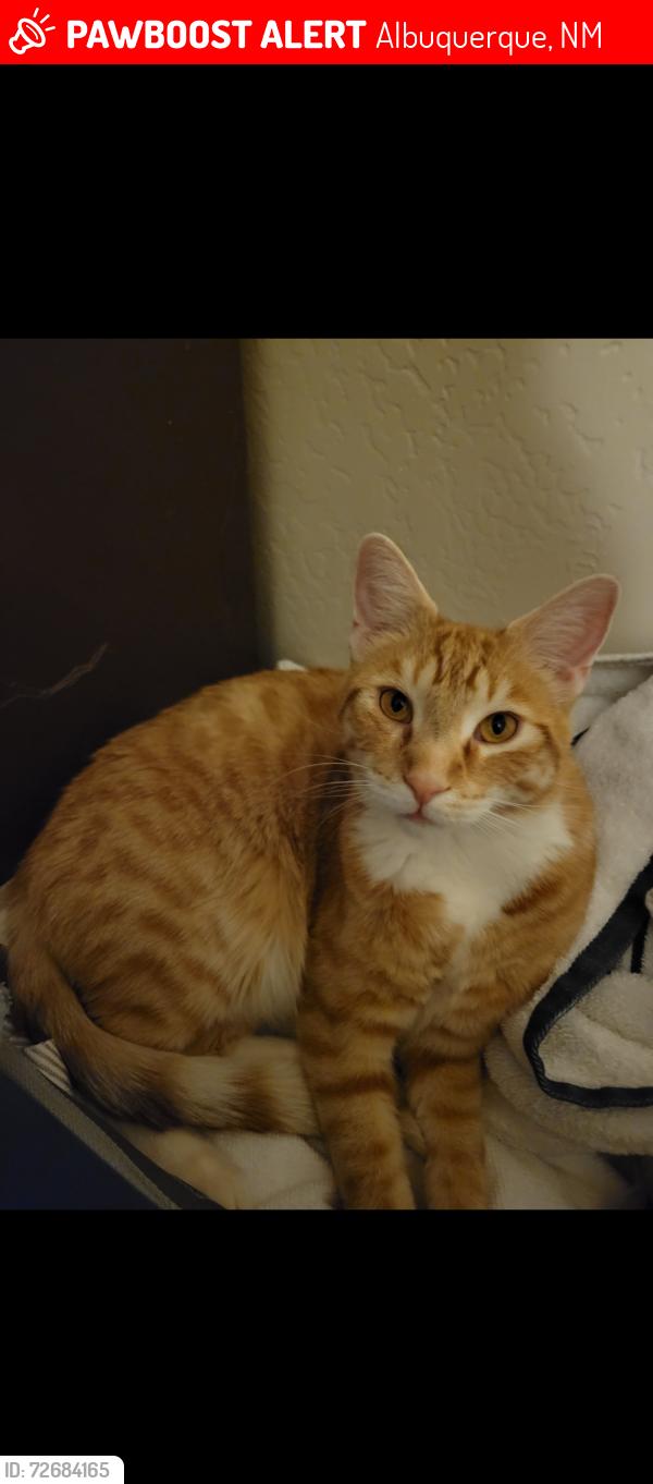 Lost Male Cat last seen La Orilla and Santolina, Albuquerque, NM 87120