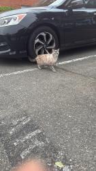 Found/Stray Unknown Cat last seen Quantrell Avenue, Alexandria, Alexandria, VA 22312