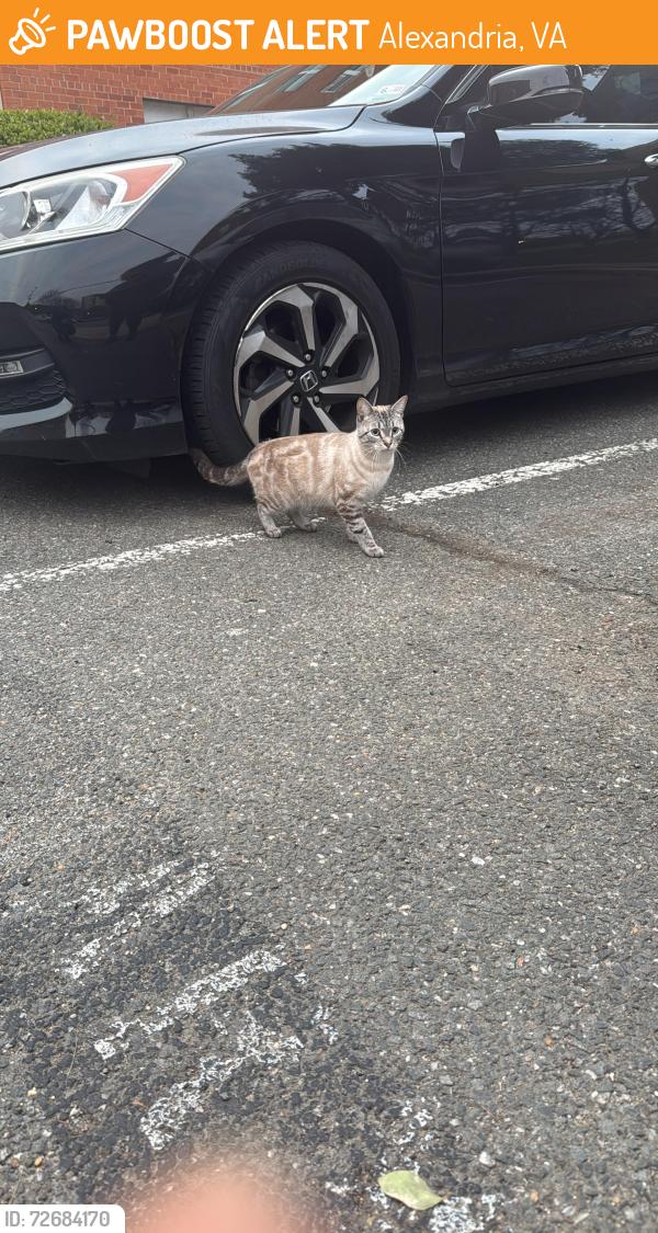 Found/Stray Unknown Cat last seen Quantrell Avenue, Alexandria, Alexandria, VA 22312