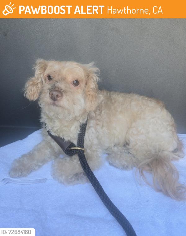 Found/Stray Female Dog last seen Hawthorne Blvd and Imperial Hwy, Hawthorne, CA 90250