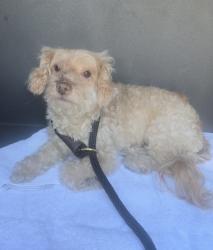 Found/Stray Female Dog last seen Hawthorne Blvd and Imperial Hwy, Hawthorne, CA 90250