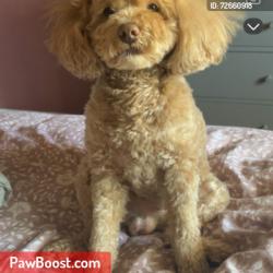 Lost Male Dog last seen Shackleford, Florissant, MO 63031