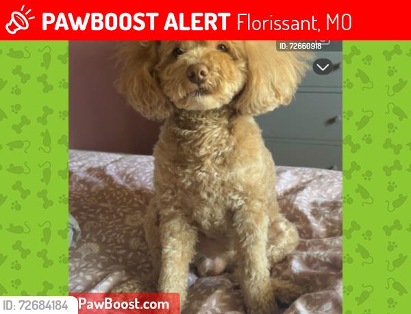 Lost Male Dog last seen Shackleford, Florissant, MO 63031