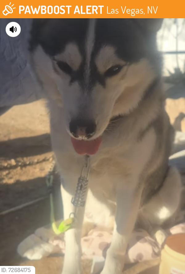 Found/Stray Male Dog last seen Charleston and Lamb, Las Vegas, NV 89104