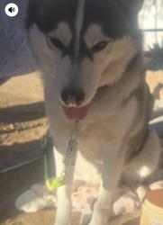 Found/Stray Male Dog last seen Charleston and Lamb, Las Vegas, NV 89104