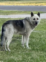 Found/Stray Male Dog last seen Roaming Tracy Dr, Waxahachie, TX 75165