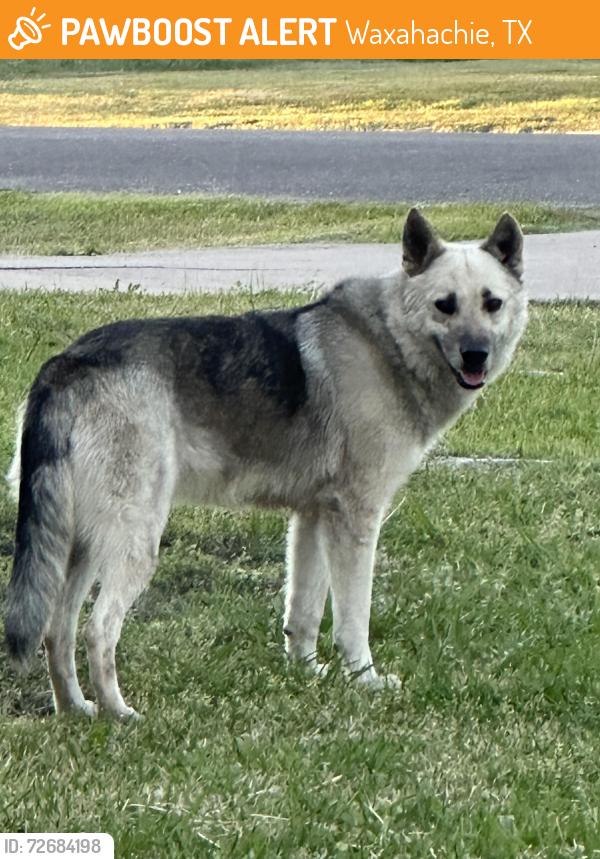 Found/Stray Male Dog last seen Roaming Tracy Dr, Waxahachie, TX 75165
