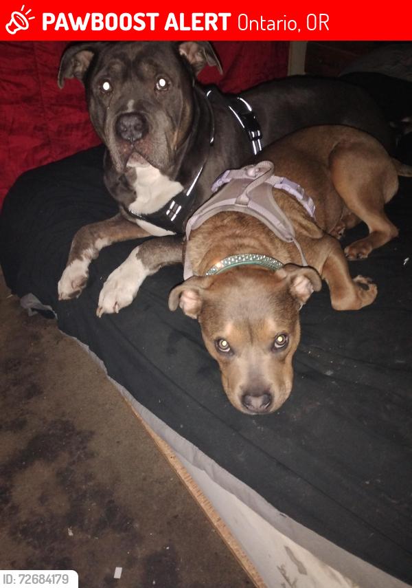 Lost Female Dog last seen Loves travel stop, Ontario, OR 97914