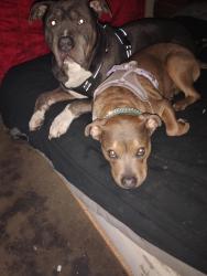 Lost Female Dog last seen Loves travel stop, Ontario, OR 97914