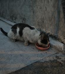 Found/Stray Unknown Cat last seen Communipaw ave, Jersey City, NJ 07304