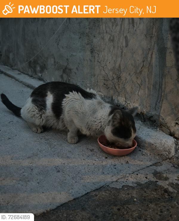 Found/Stray Unknown Cat last seen Communipaw ave, Jersey City, NJ 07304