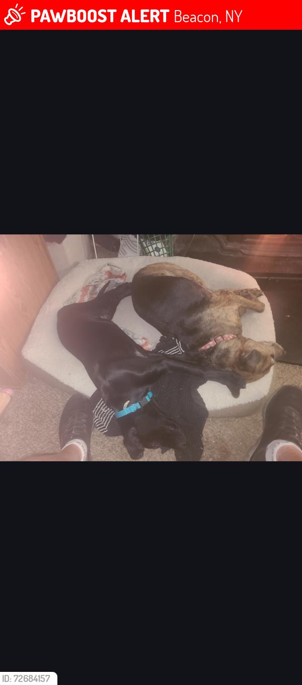 Lost Male Dog last seen Dutchess junction mobile  park, Beacon, NY 12508