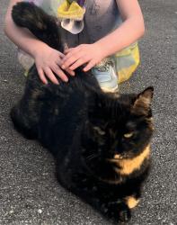 Found/Stray Unknown Cat last seen Mile 138.2-3 B&O Trail, Brownsburg, IN 46112