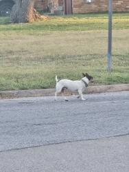 Found/Stray Male Dog last seen Moon st, Mesquite, TX 75150
