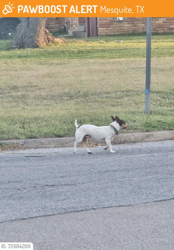 Found/Stray Male Dog last seen Moon st, Mesquite, TX 75150