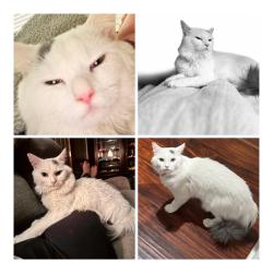 Lost Male Cat last seen US 1, Pinebluff, NC 28373