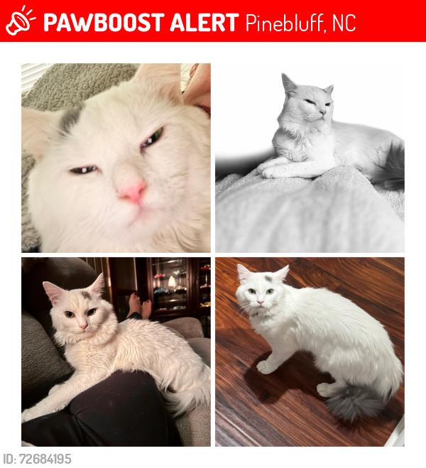 Lost Male Cat last seen US 1, Pinebluff, NC 28373
