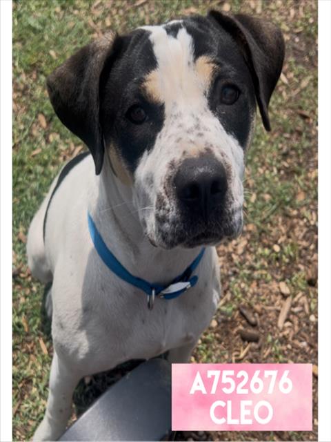 Shelter Stray Female Dog last seen Near BLOCK CLEO, San Antonio, TX 78227