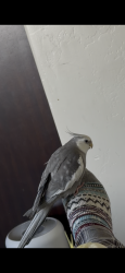Lost Male Bird last seen Hamilton Ridge, Jamul, CA 91935