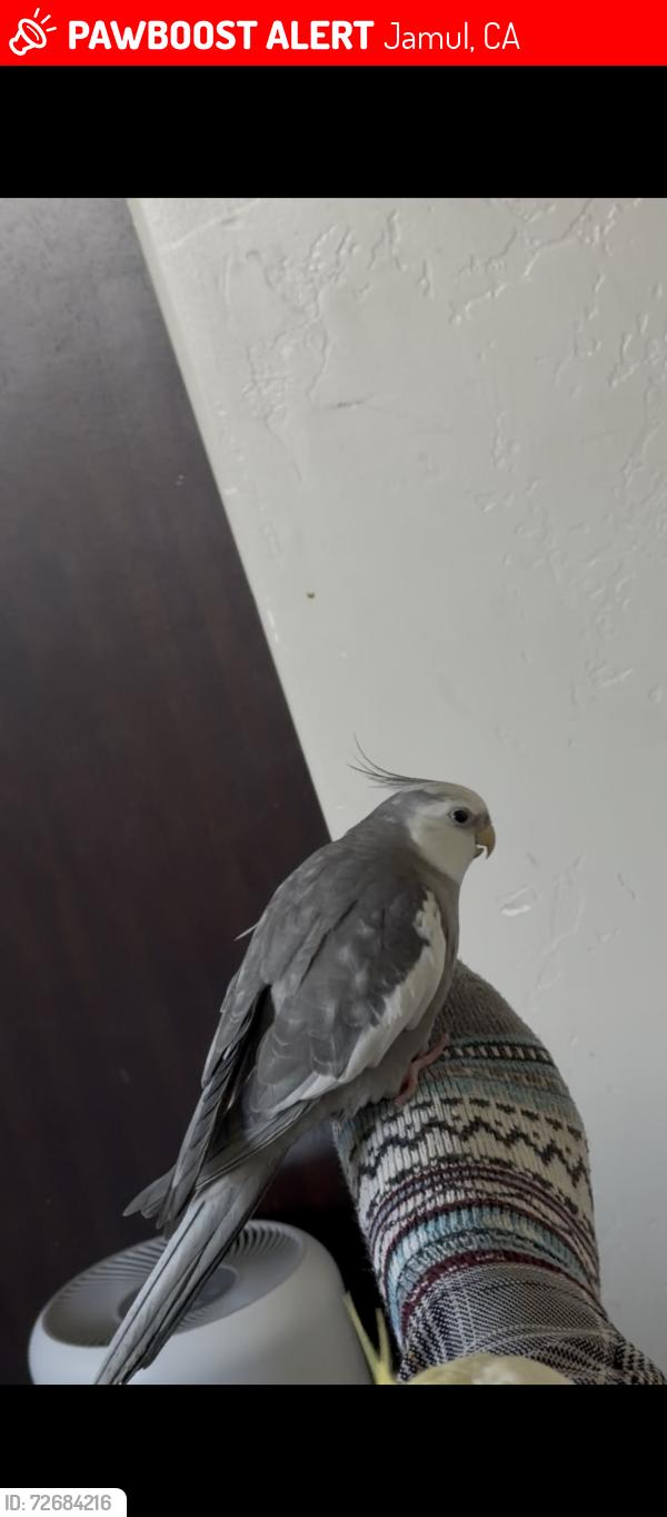 Lost Male Bird last seen Hamilton Ridge, Jamul, CA 91935
