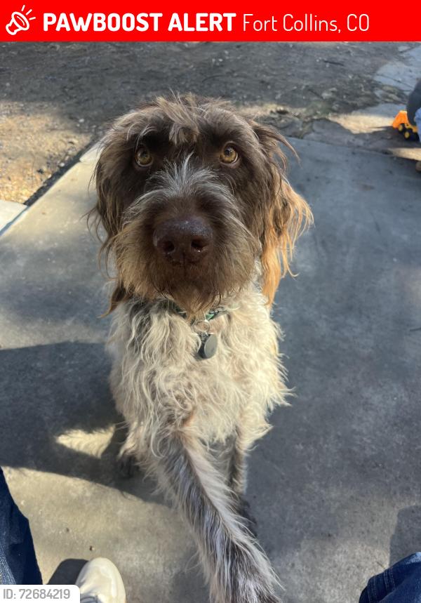 Lost Male Dog last seen Mountain Sherwood , Fort Collins, CO 80521