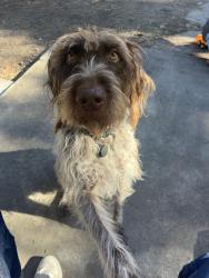 Lost Male Dog last seen Mountain Sherwood , Fort Collins, CO 80521