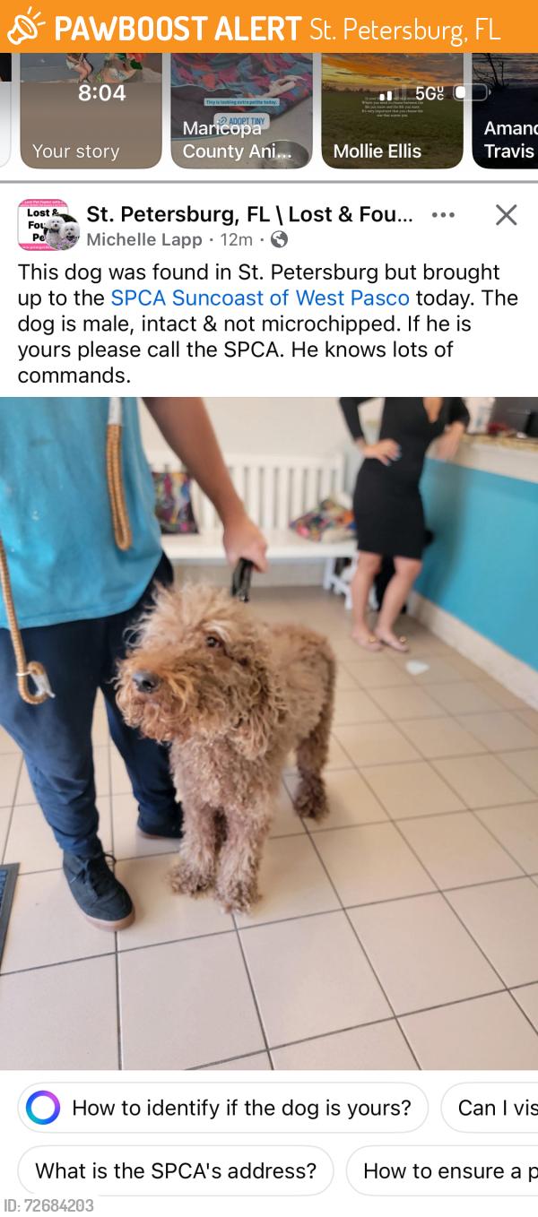Found/Stray Male Dog last seen Downtown , St. Petersburg, FL 33701