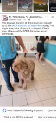 Found/Stray Male Dog last seen Downtown , St. Petersburg, FL 33701