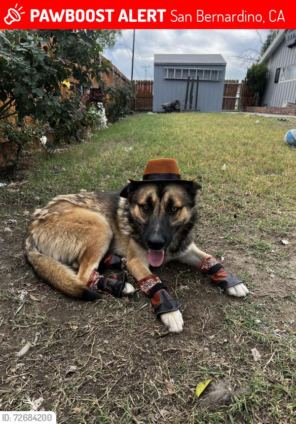 Lost Male Dog last seen North Kenwood Ave and E 29th St, San Bernardino, CA 92404