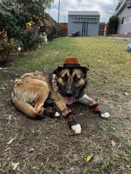 Lost Male Dog last seen North Kenwood Ave and E 29th St, San Bernardino, CA 92404
