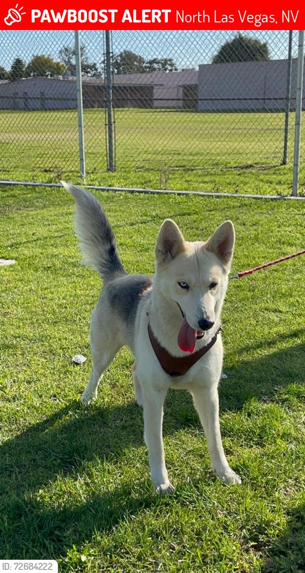 Lost Female Dog last seen Lake mead and vegas blvd, North Las Vegas, NV 89030